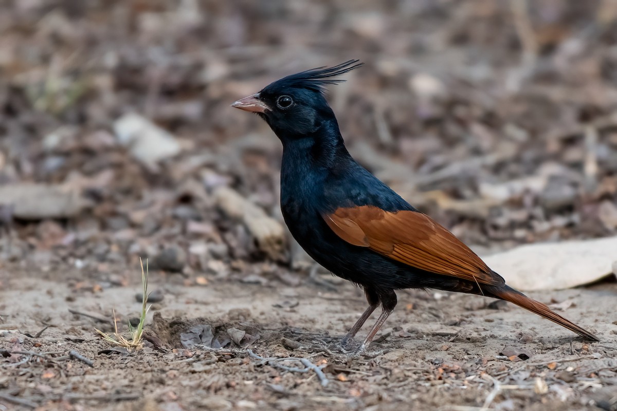 Crested Bunting - ML576643181
