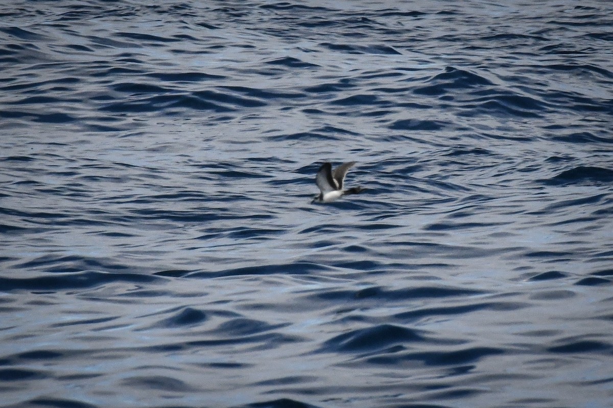 White-faced Storm-Petrel - ML576649041