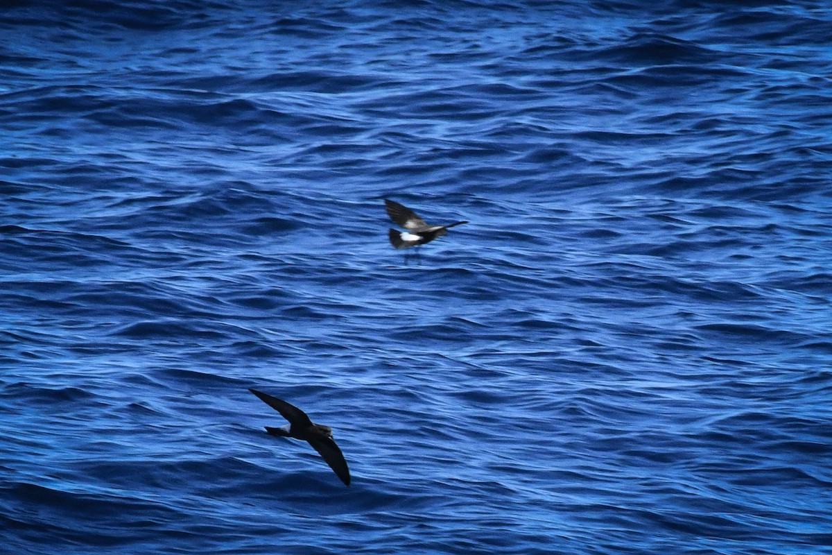 White-faced Storm-Petrel - ML576649051