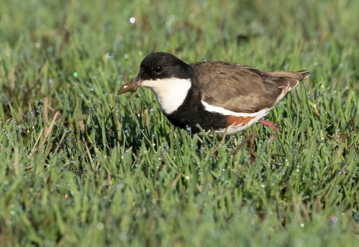 Red-kneed Dotterel - ML576660191