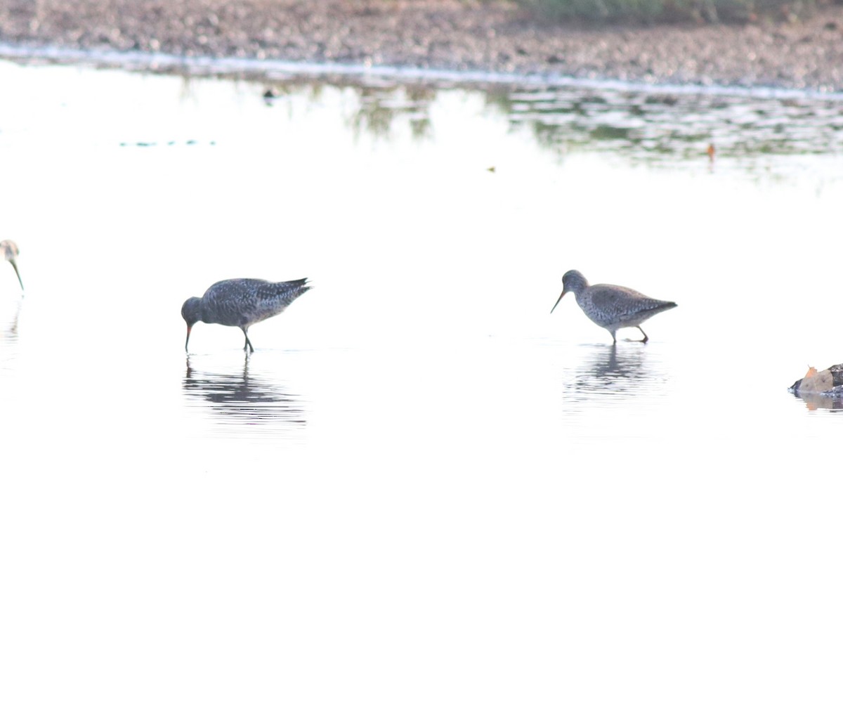 Spotted Redshank - ML576661101