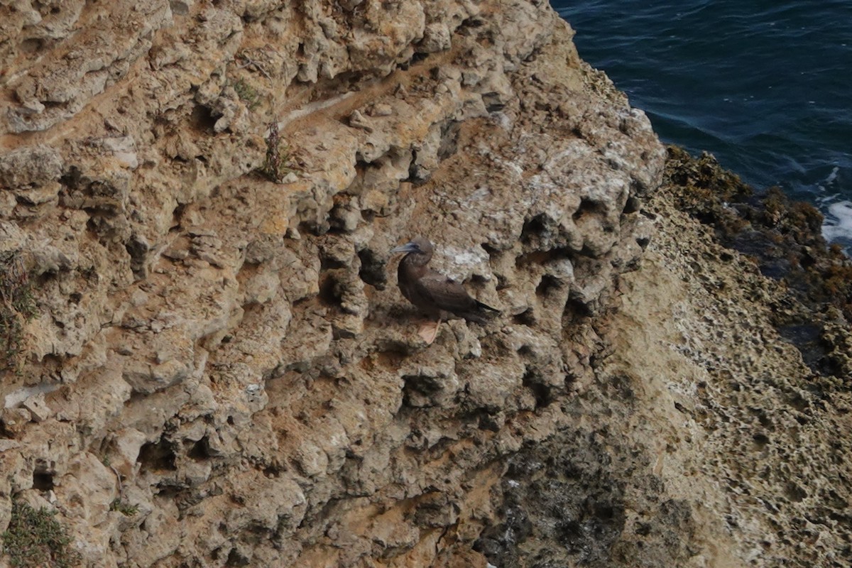 Red-footed Booby - ML576664391