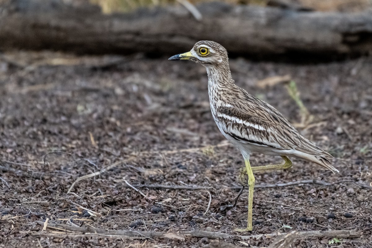 Indian Thick-knee - ML576664531