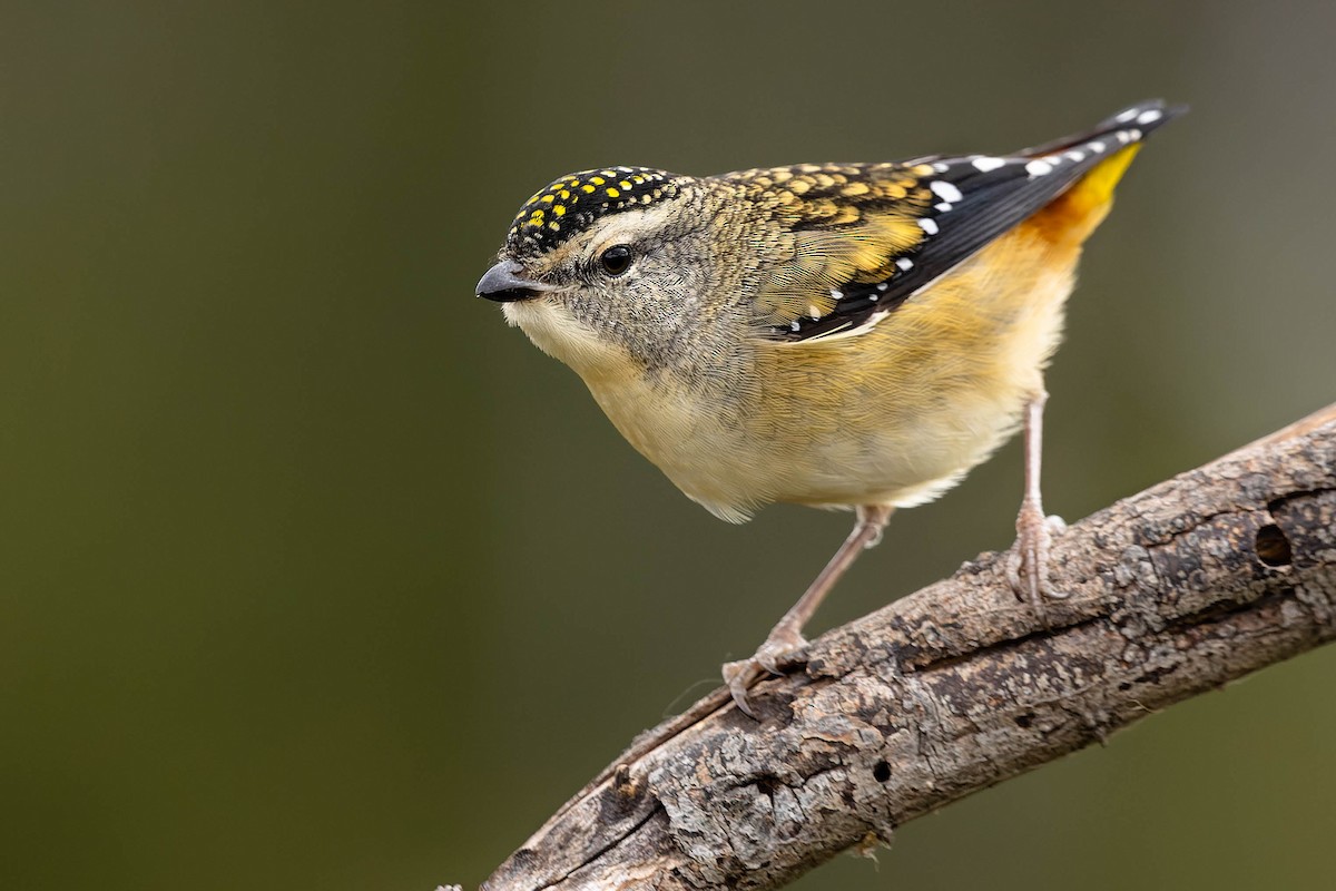 Spotted Pardalote (Spotted) - ML576668151