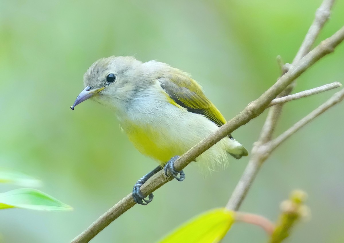 Andaman Flowerpecker - ML576669301