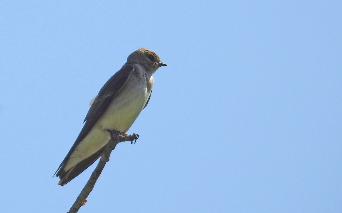 Northern Rough-winged Swallow - ML57666991