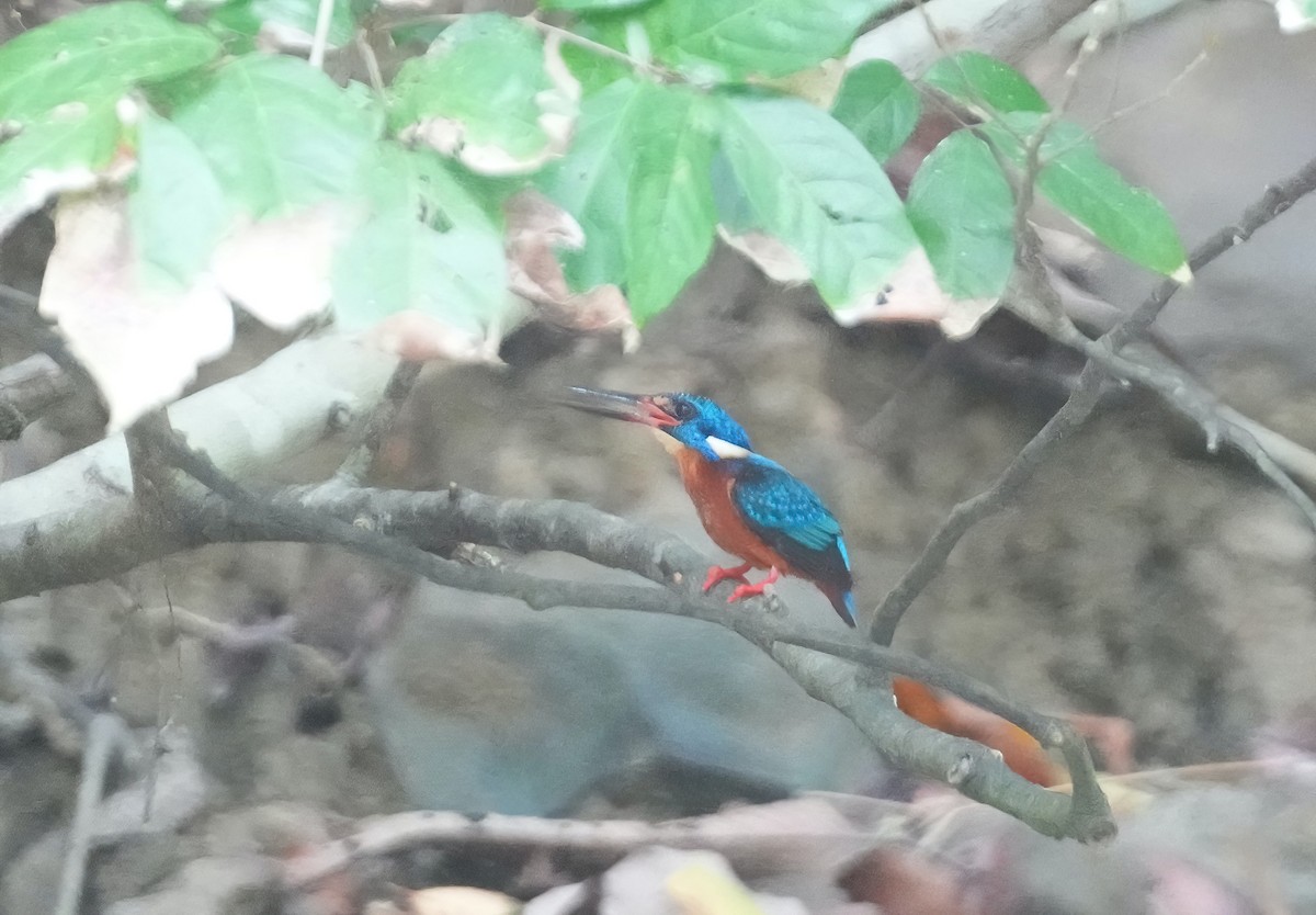 Blue-eared Kingfisher - ML576670811