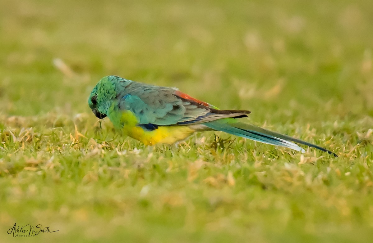 Red-rumped Parrot - ML576674181