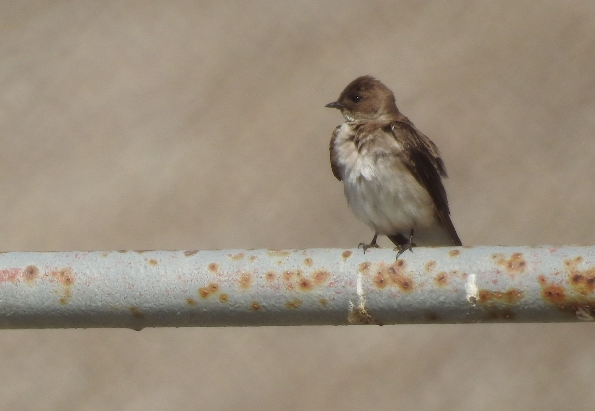 Northern Rough-winged Swallow - Savithri Singh