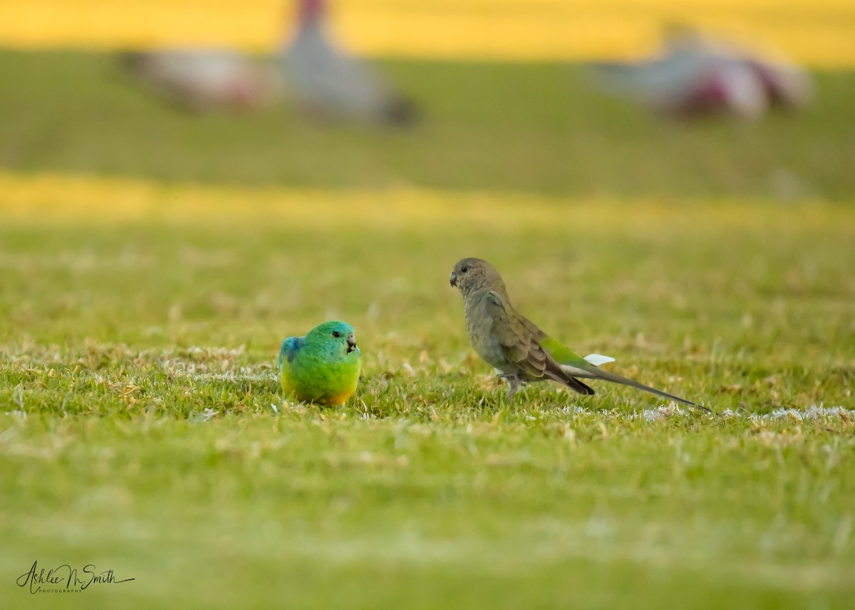 Red-rumped Parrot - Ashlee Smith