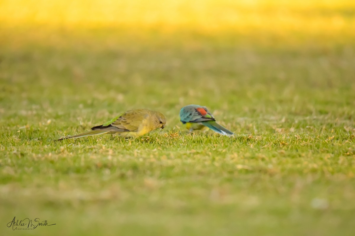 Red-rumped Parrot - Ashlee Smith