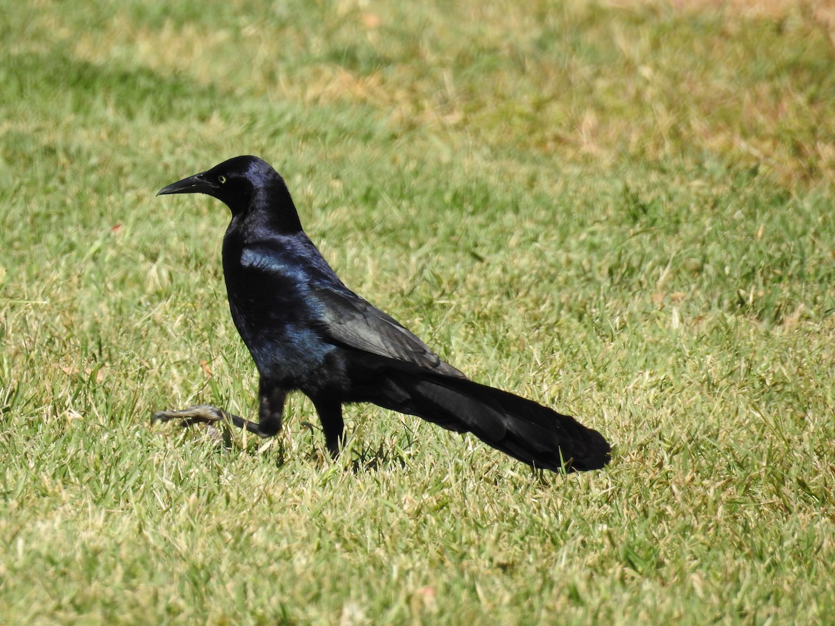 Great-tailed Grackle - ML57667741