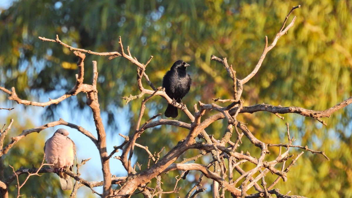 Screaming Cowbird - ML576680311