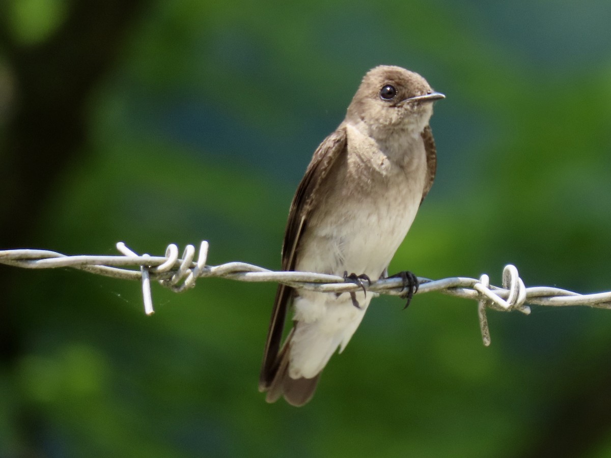 Northern Rough-winged Swallow - ML576680571