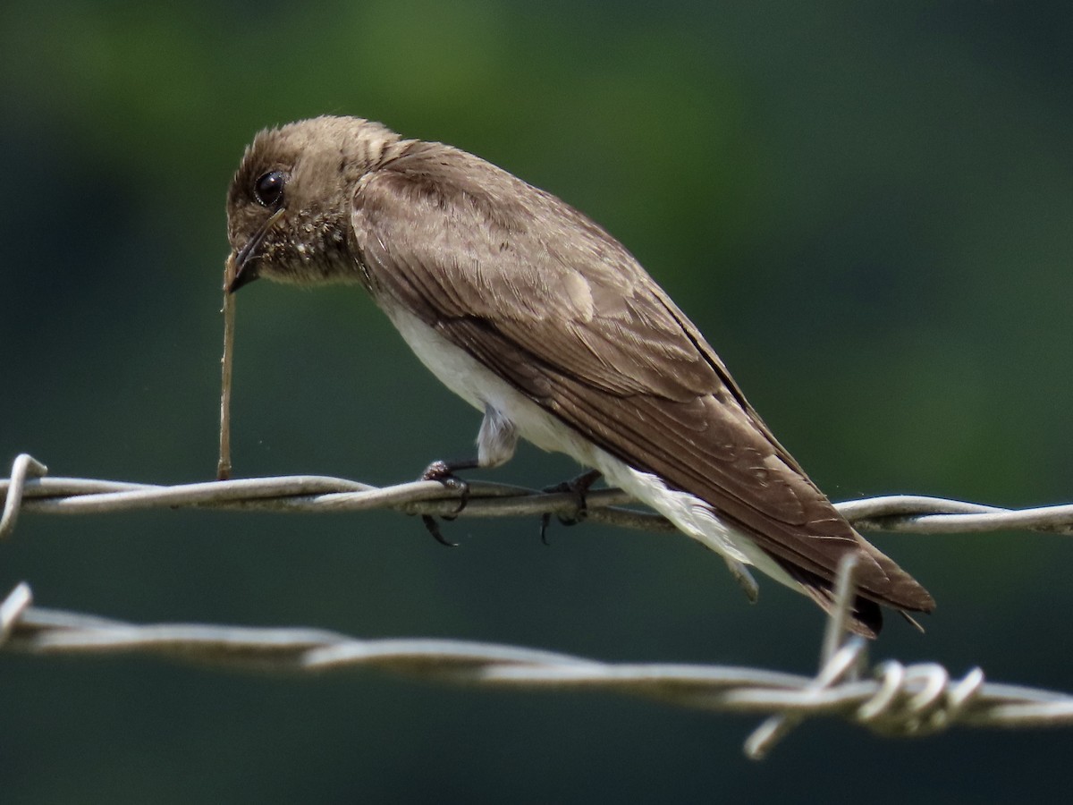 Northern Rough-winged Swallow - ML576680581