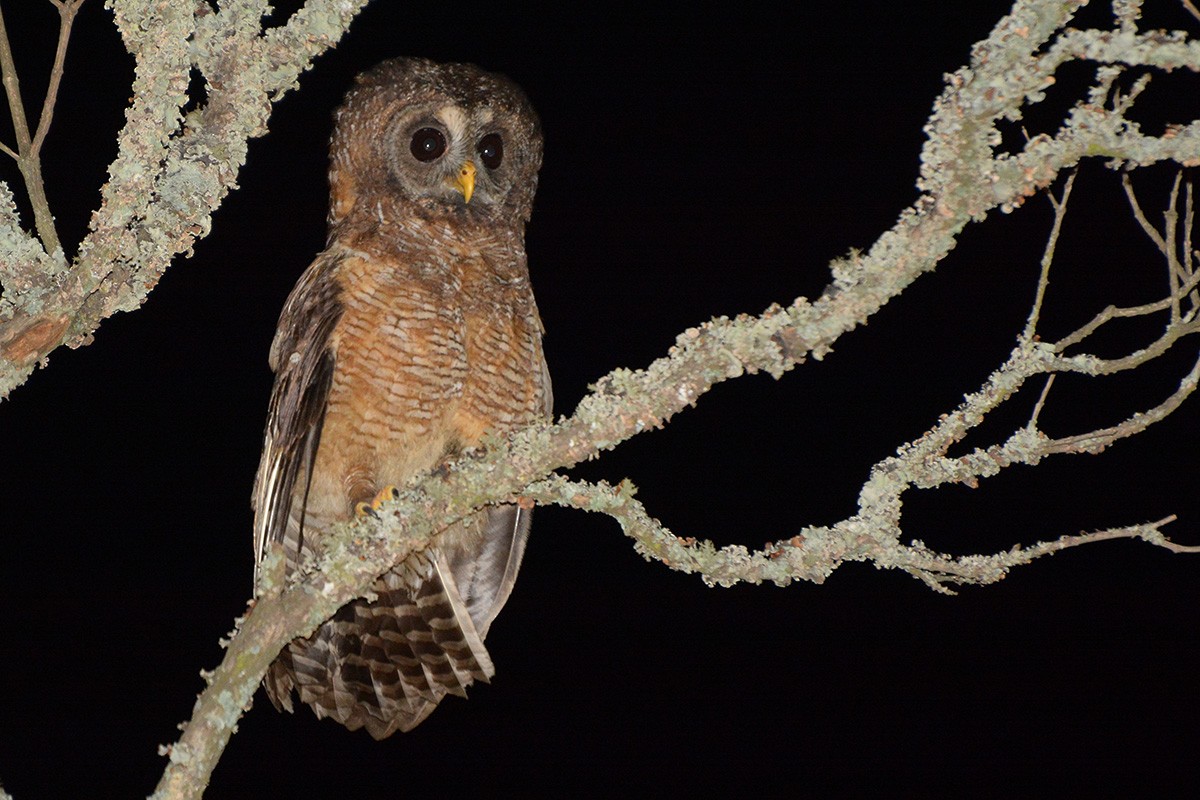 African Wood-Owl - ML576684621