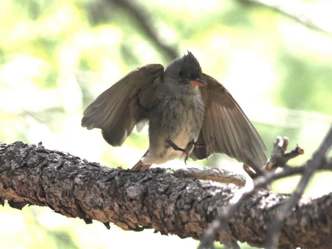 Greater Pewee - ML576685861