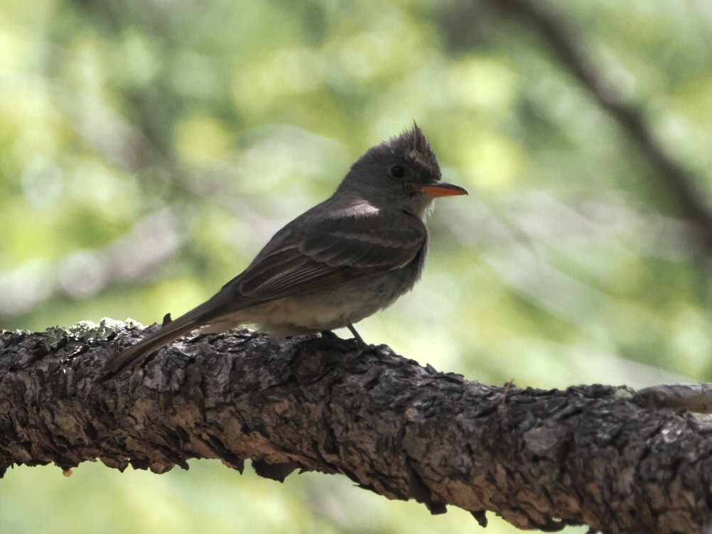 Greater Pewee - ML576685881