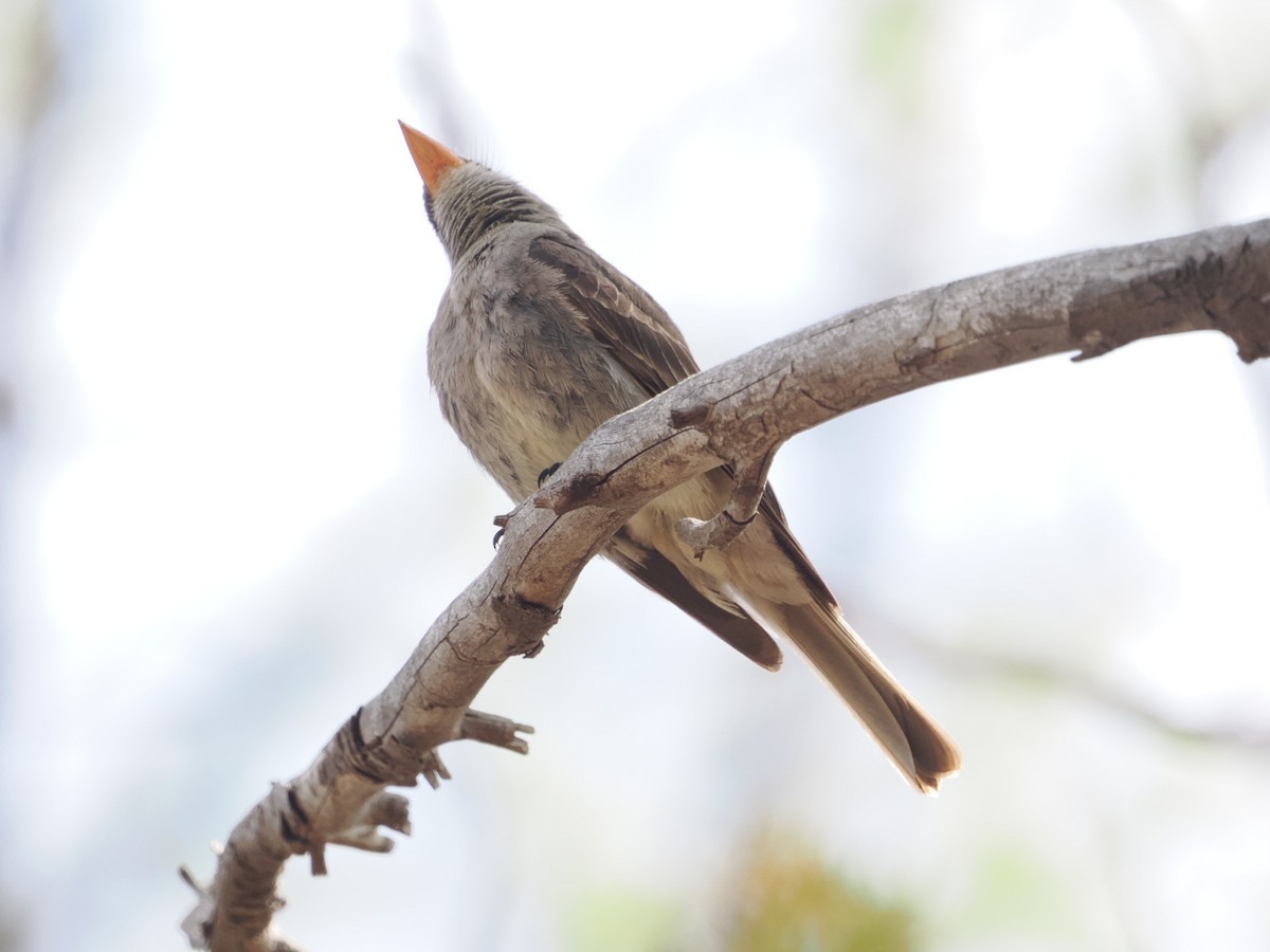 Greater Pewee - ML576685891