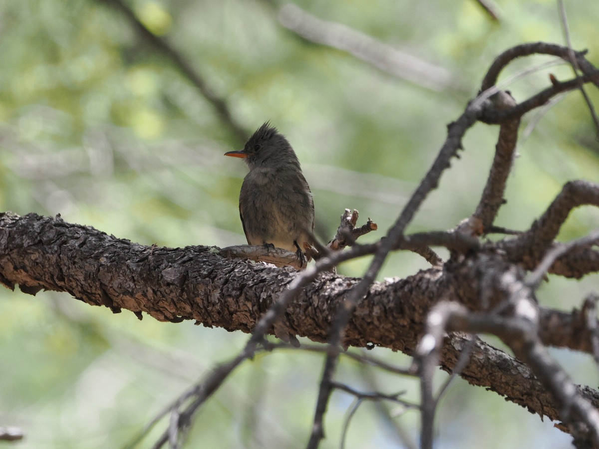 Greater Pewee - ML576685901