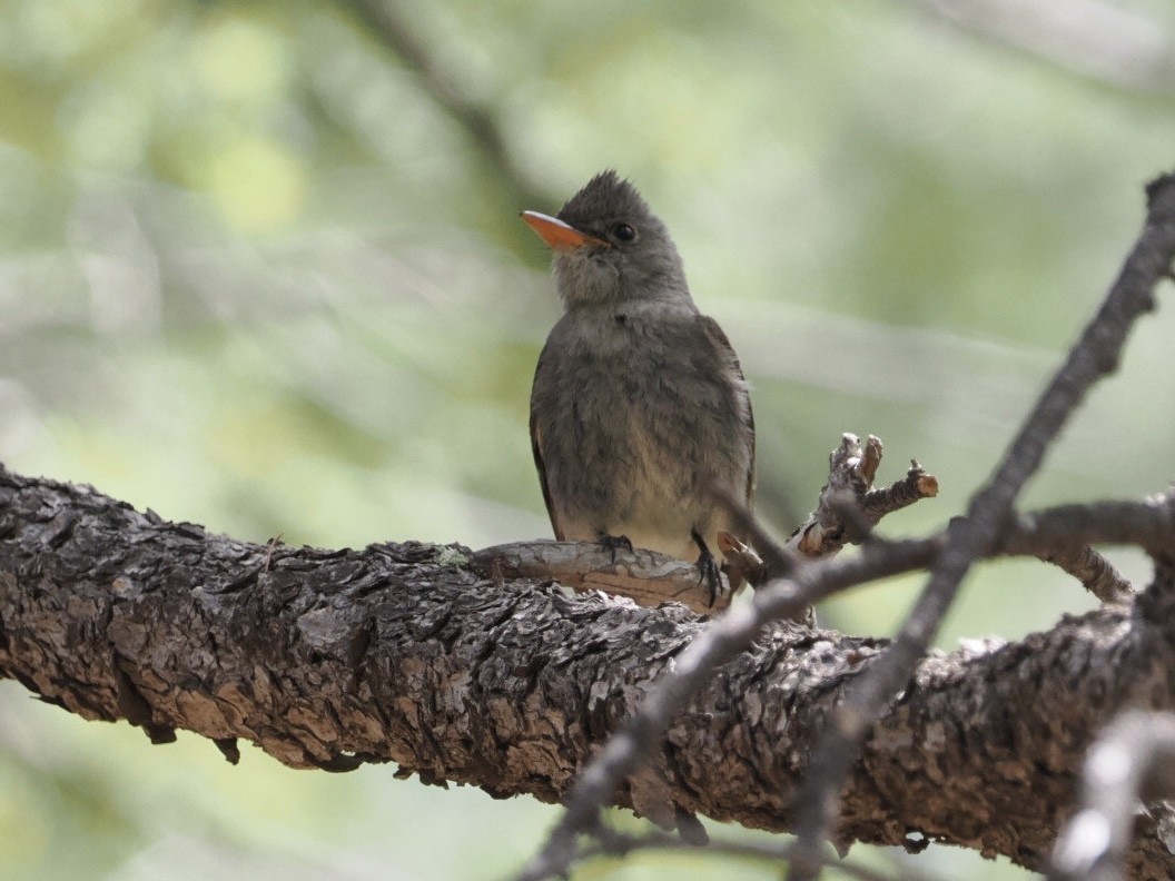 Greater Pewee - ML576685911