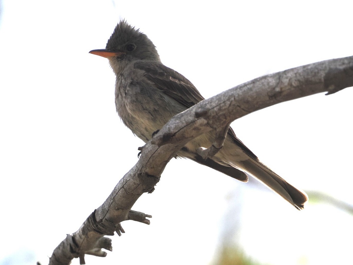 Greater Pewee - ML576685921