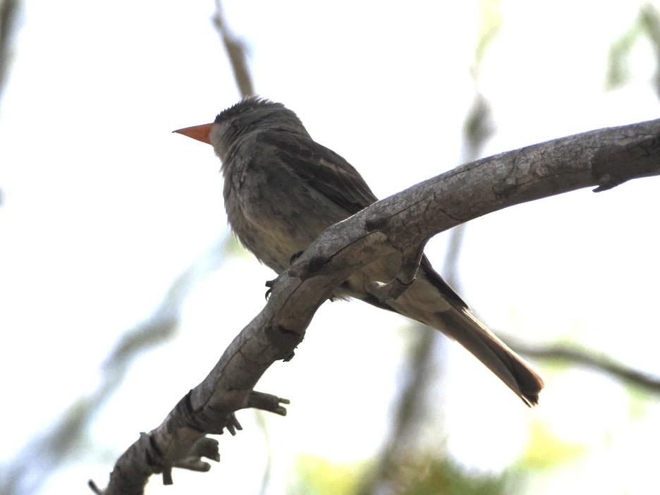 Greater Pewee - ML576685941