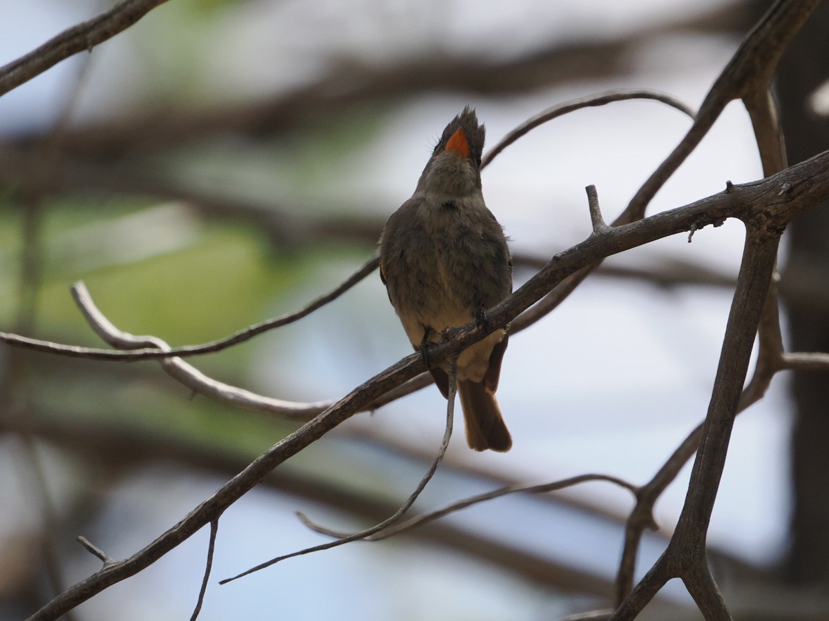 Greater Pewee - ML576685951