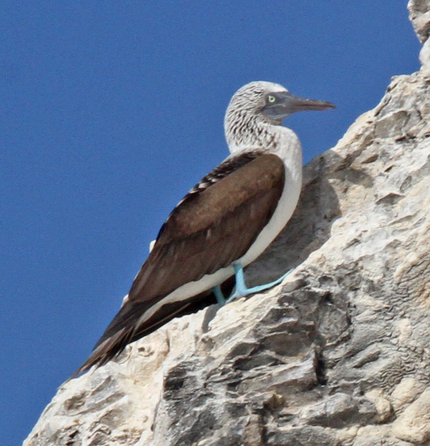 Blue-footed Booby - ML57668641