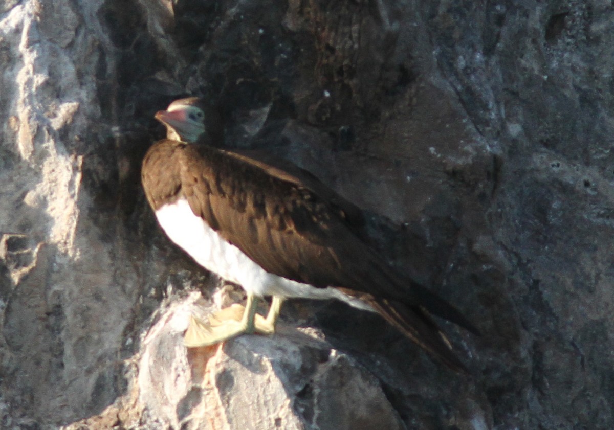 Brown Booby - ML57668721
