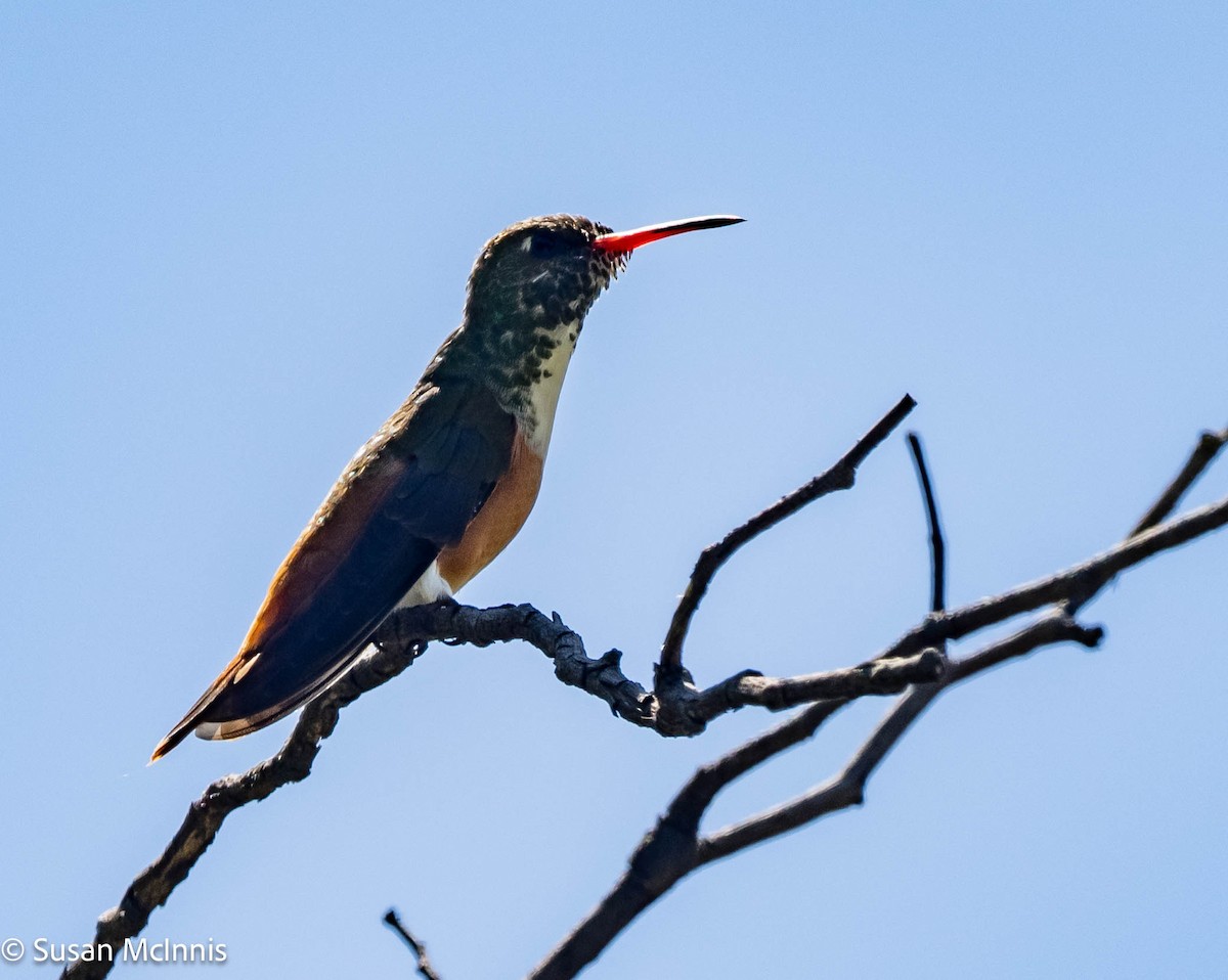 Amazilia Hummingbird - ML576688581