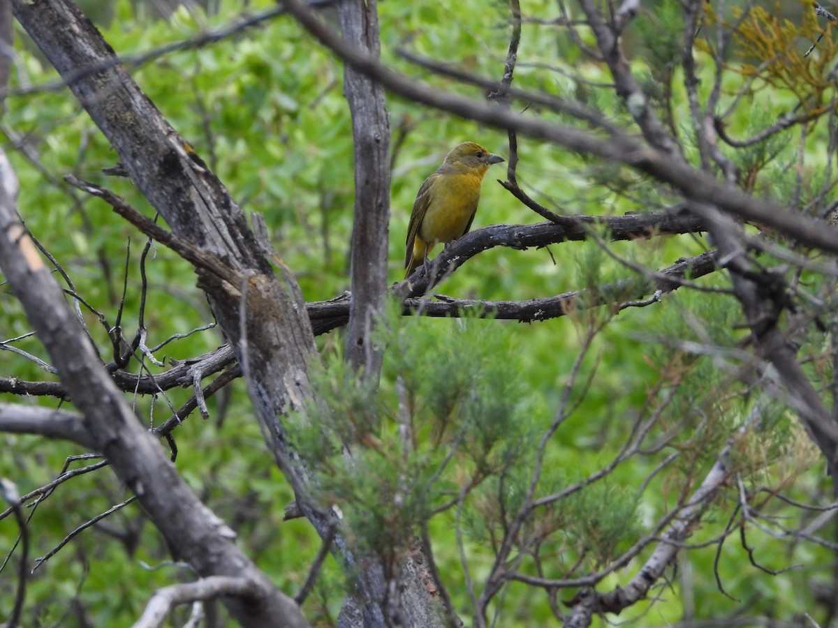 Hepatic Tanager - ML576689211