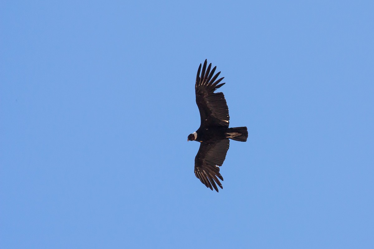Andean Condor - ML576692591