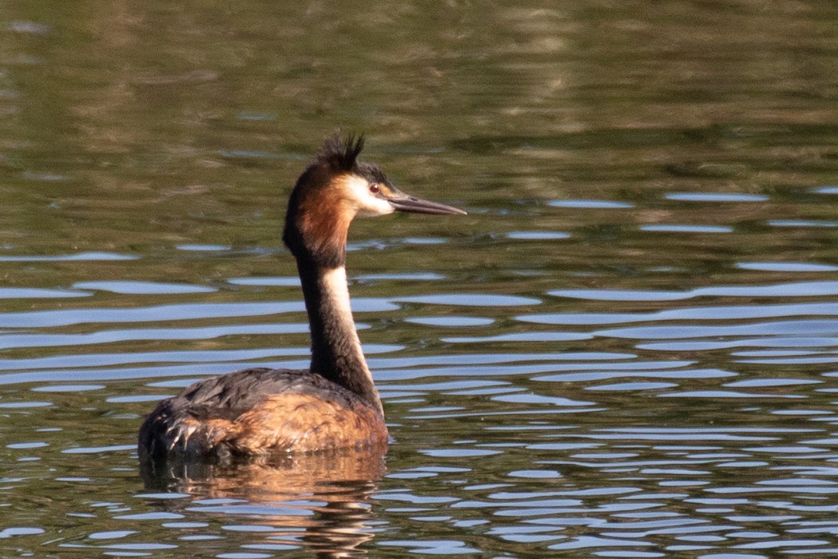 Great Crested Grebe - ML576693631