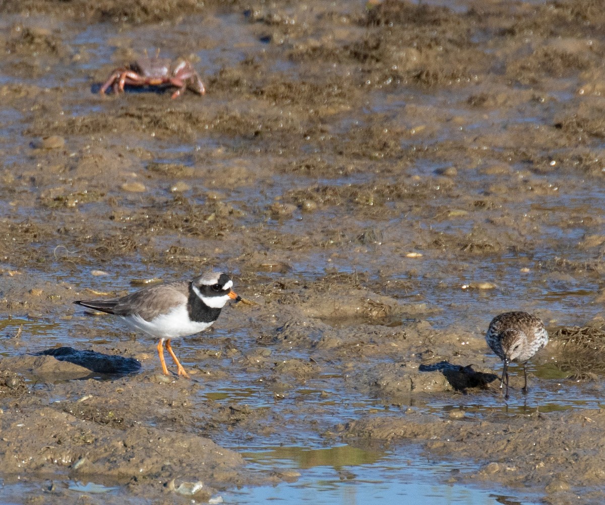 Common Ringed Plover - ML576693821