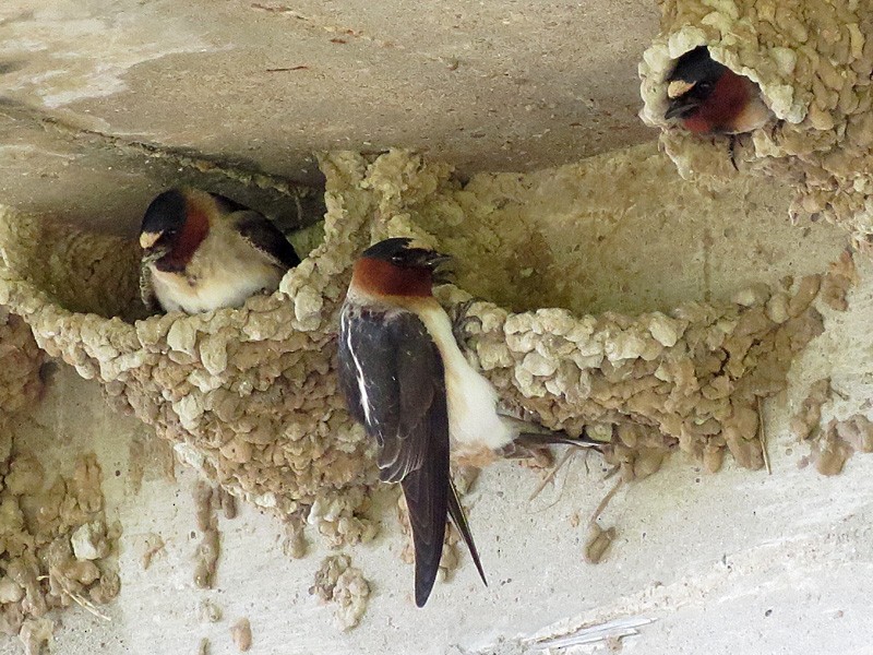Cliff Swallow - wendy wright