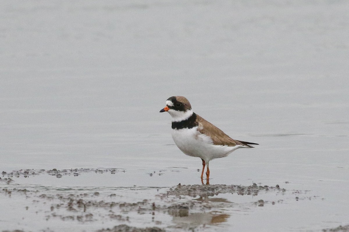 Semipalmated Plover - ML576695851