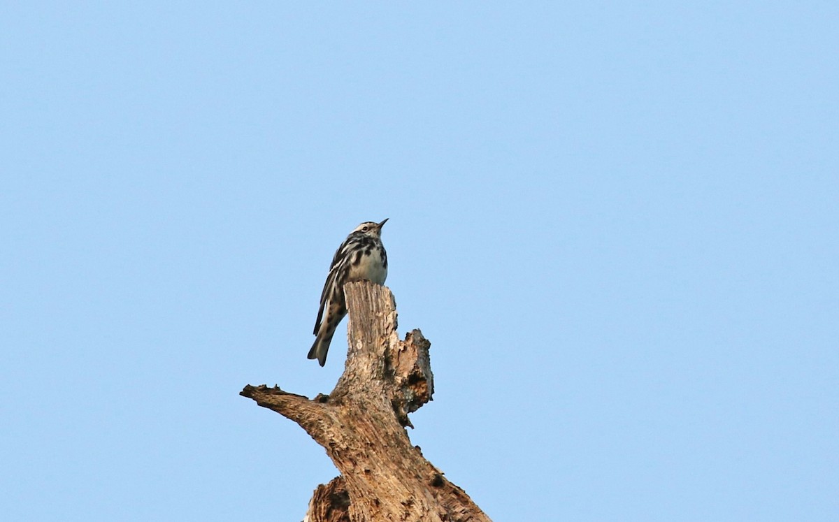 Black-and-white Warbler - ML576696761
