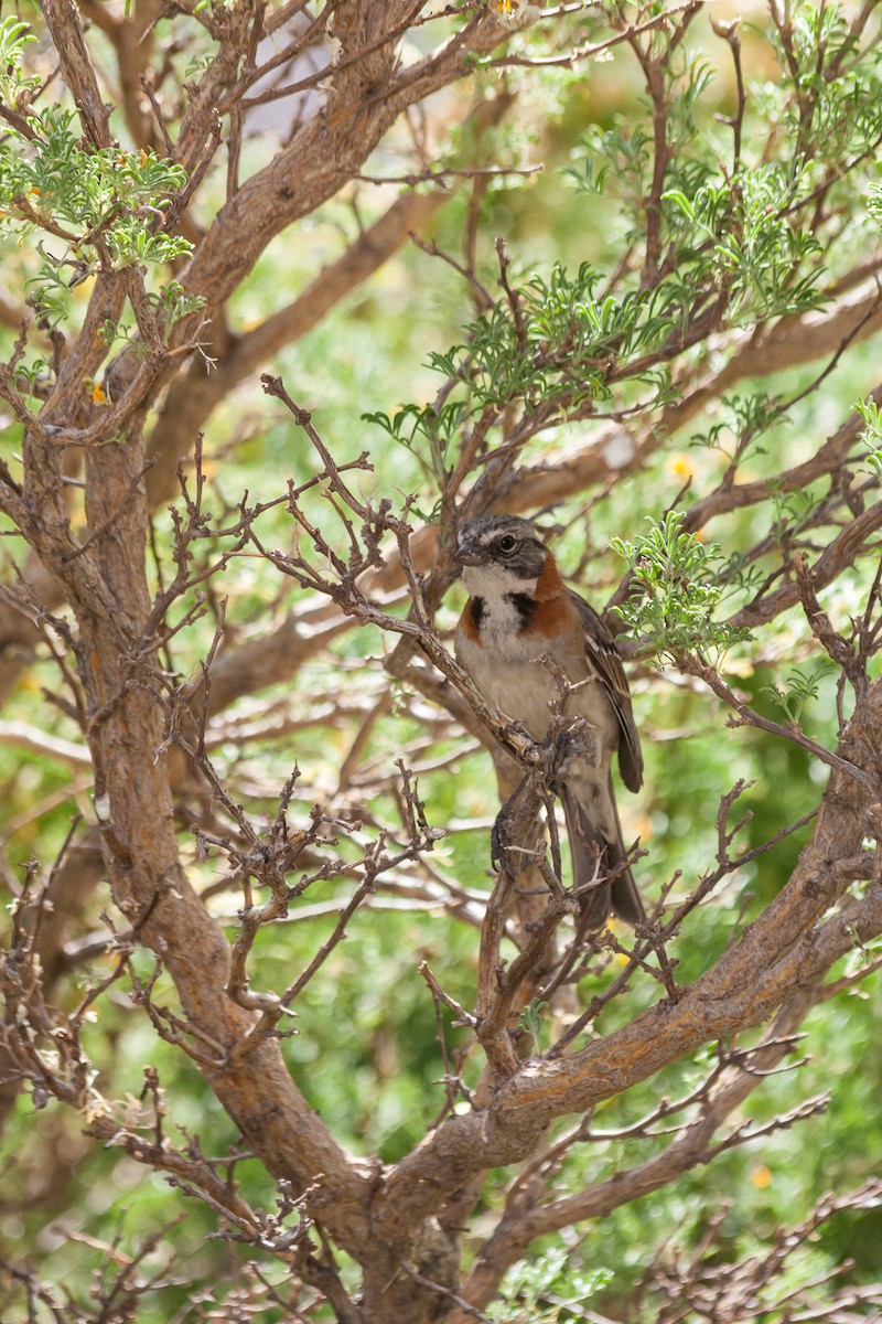 Rufous-collared Sparrow - ML576697151