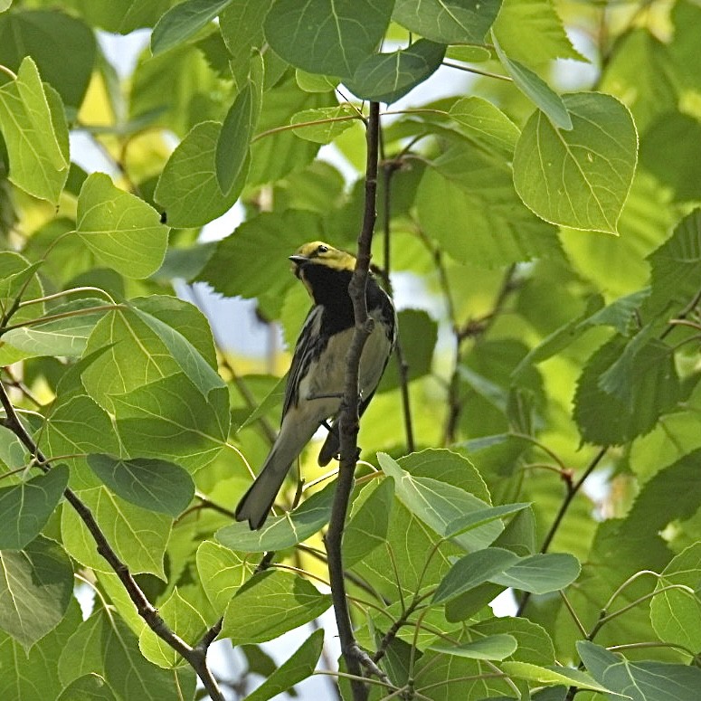 Black-throated Green Warbler - ML576698201