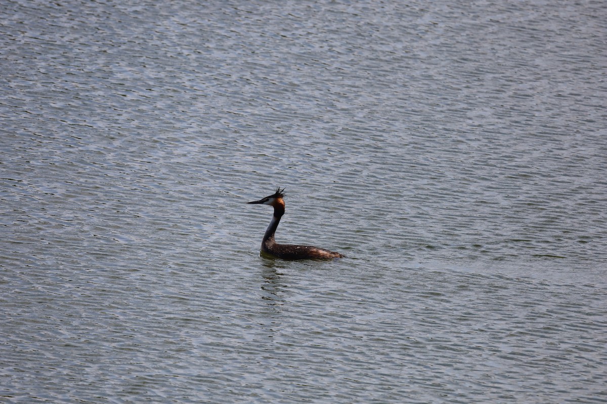 Great Crested Grebe - ML576698301