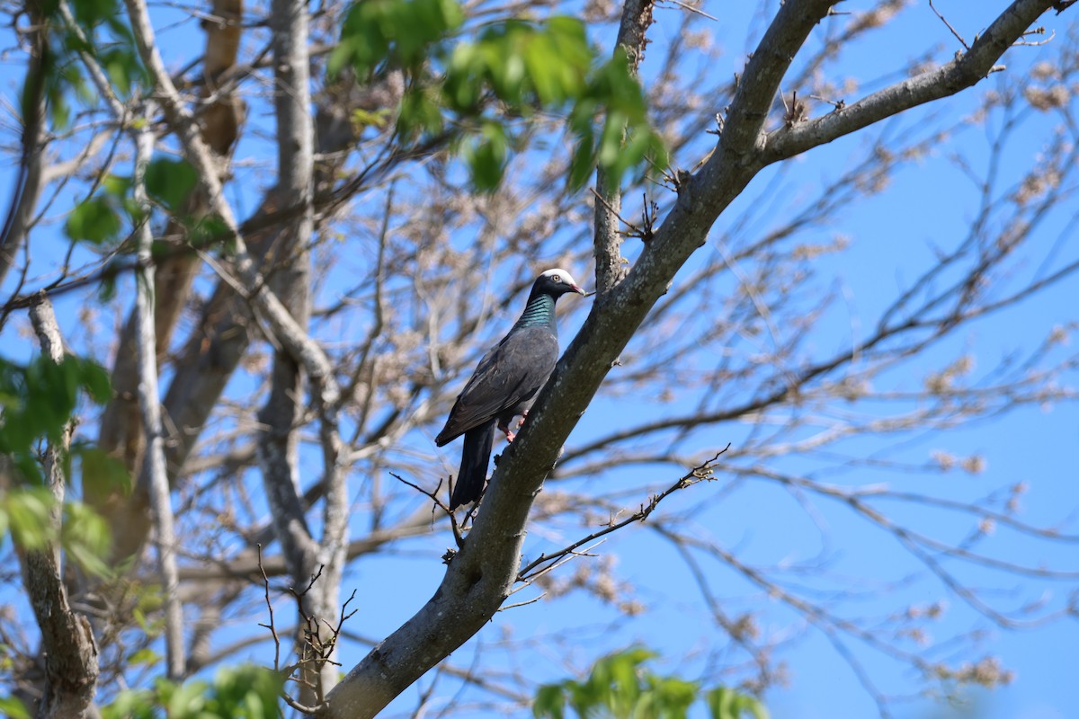 White-crowned Pigeon - ML576701521