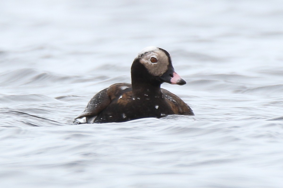 Long-tailed Duck - ML57670261