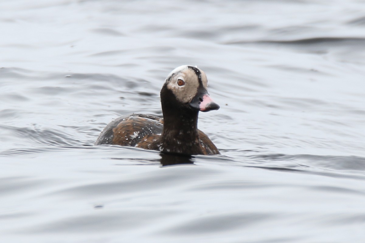 Long-tailed Duck - ML57670271