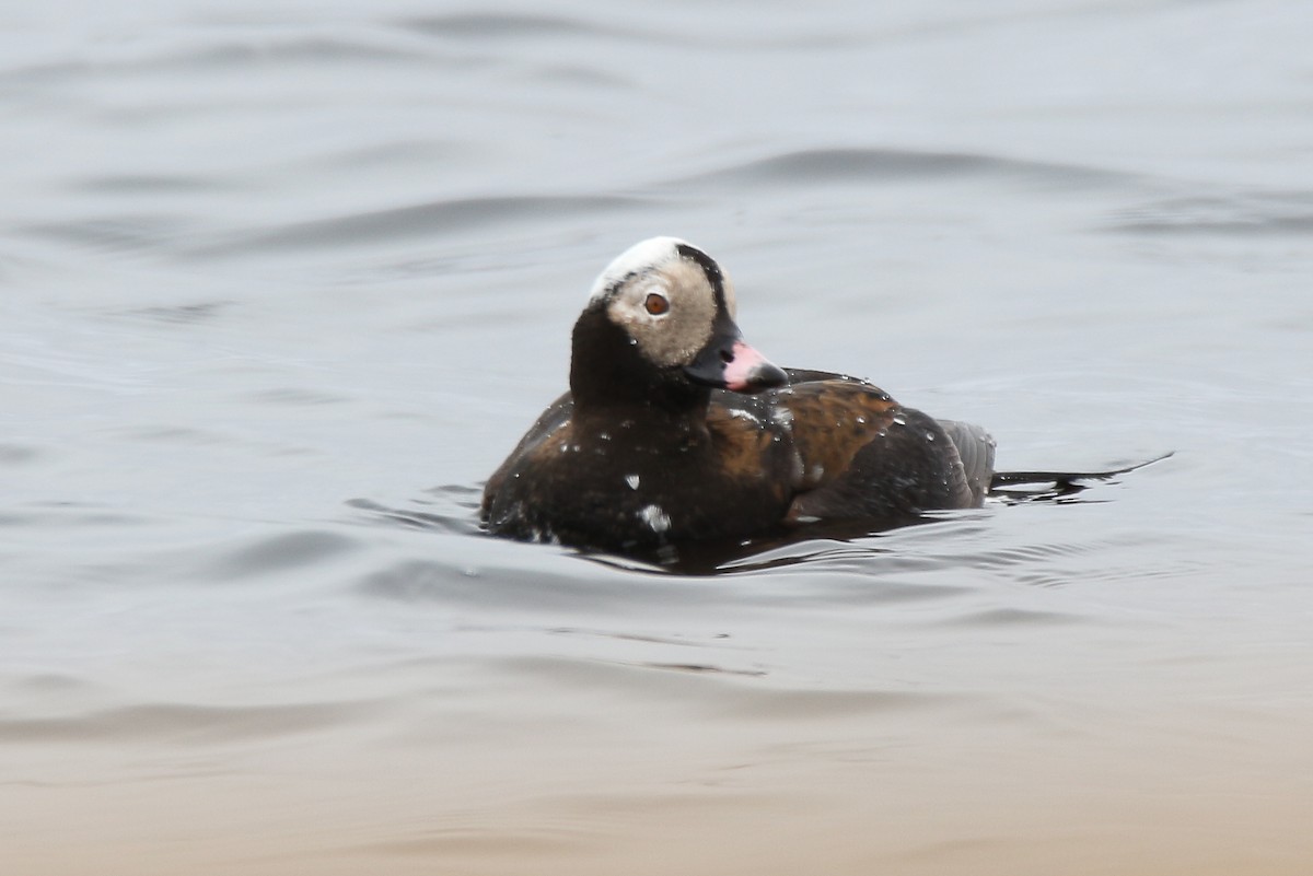 Long-tailed Duck - ML57670281