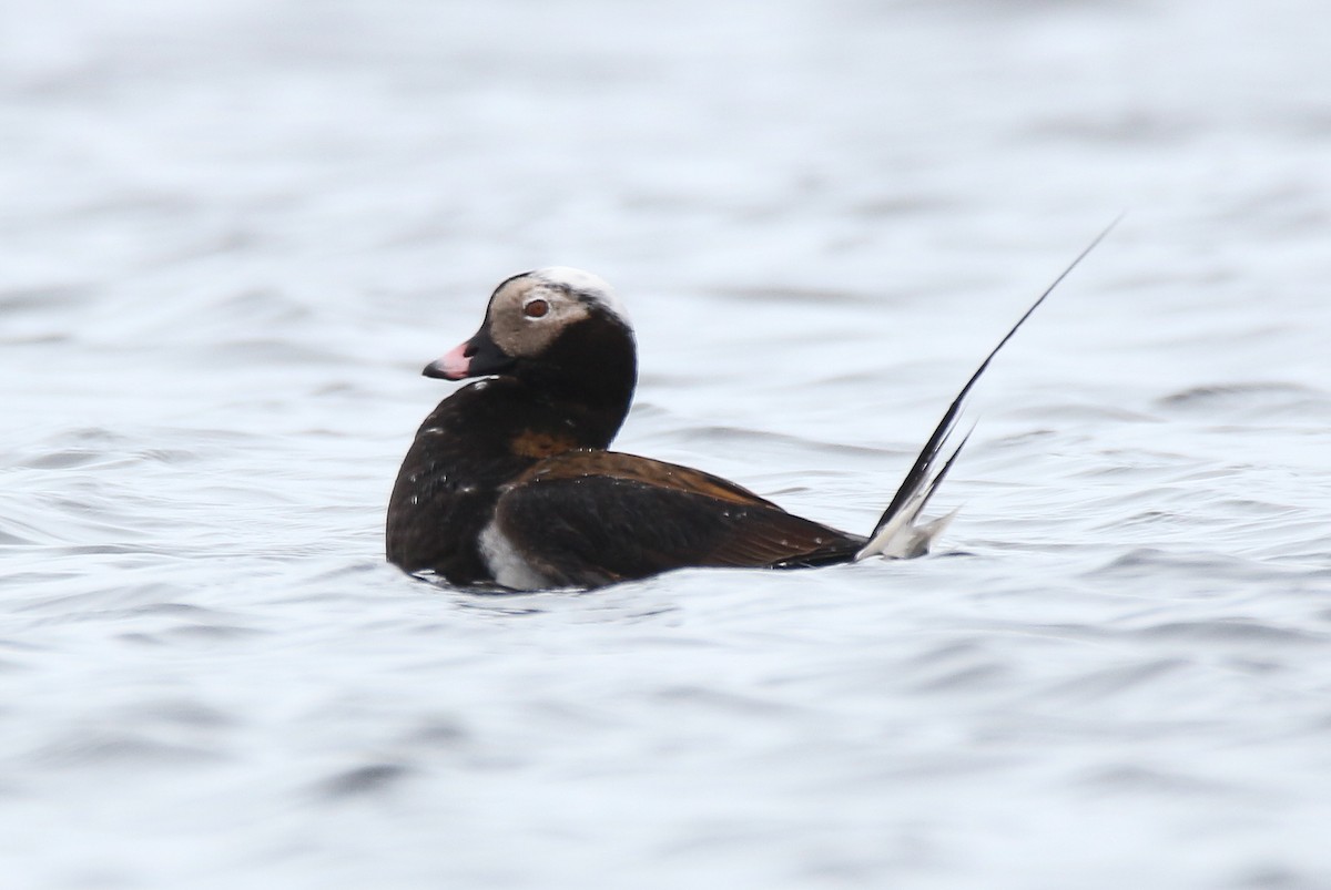 Long-tailed Duck - ML57670331