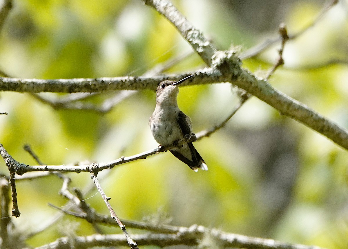 Ruby-throated Hummingbird - Peter Fang/ Gloria Smith