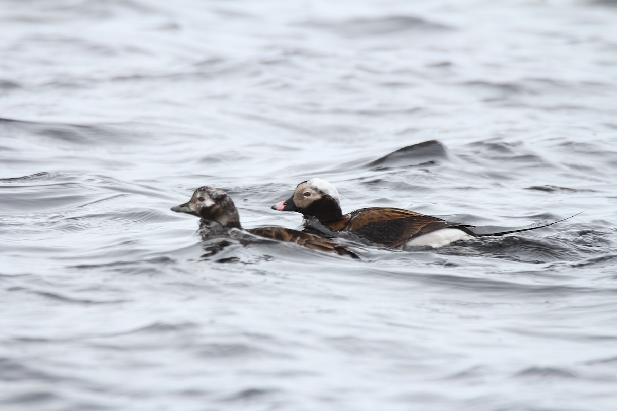 Long-tailed Duck - ML57670521