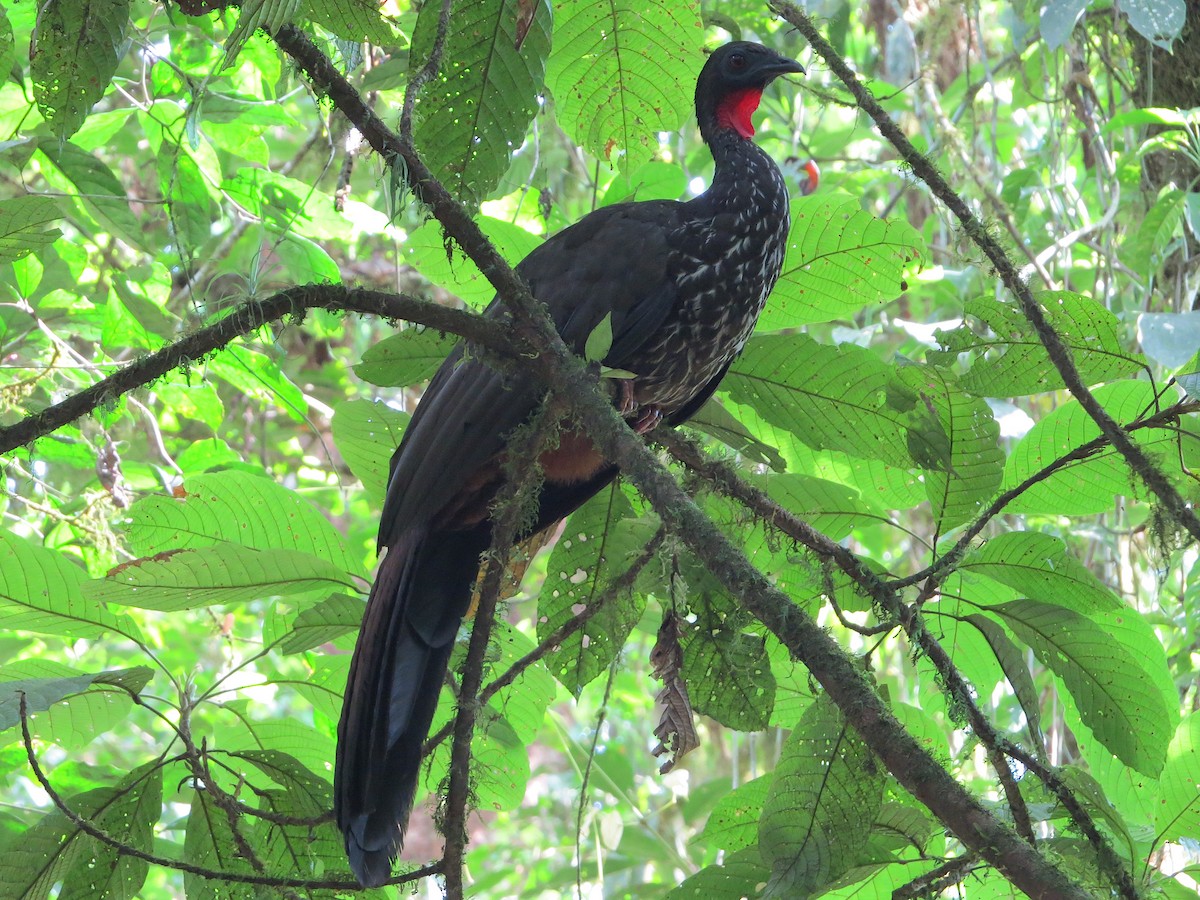 Crested Guan - ML576705261