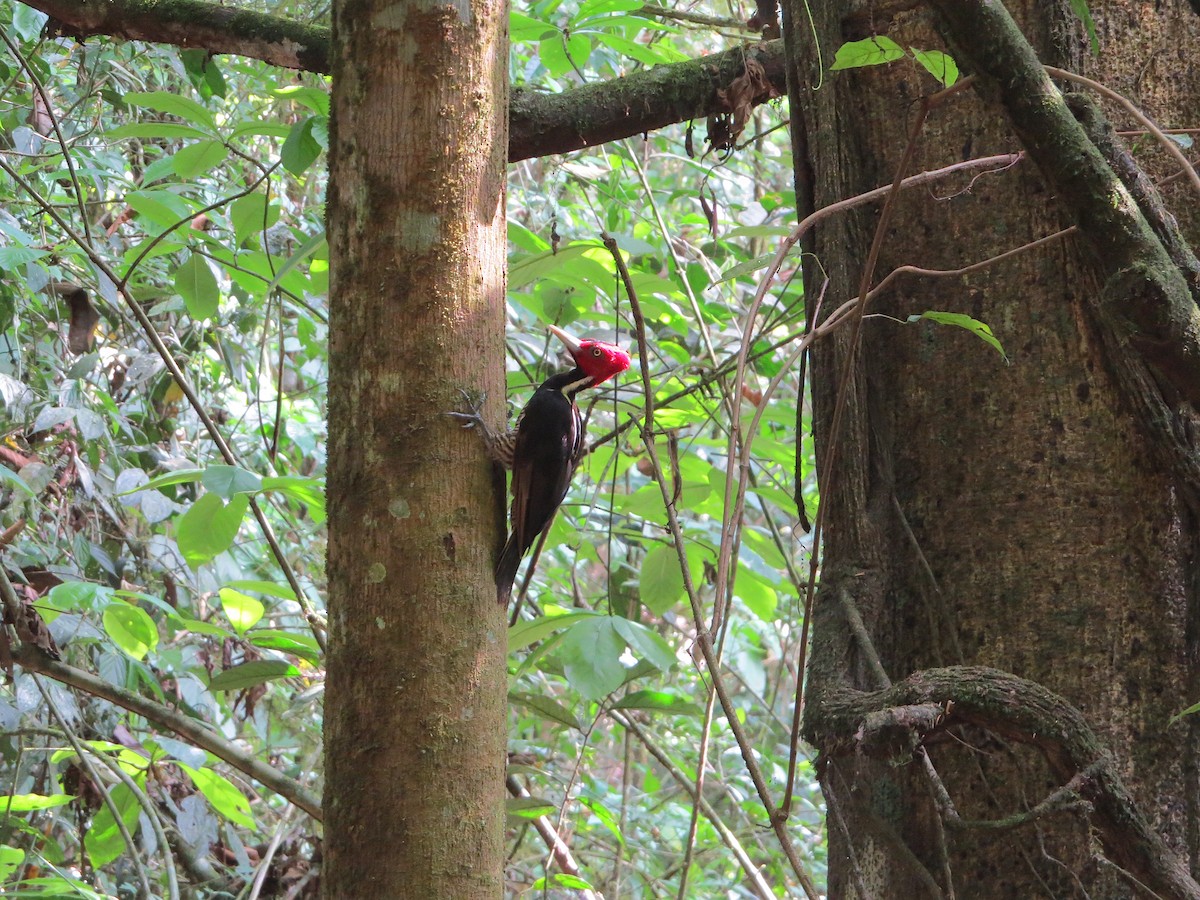 Pale-billed Woodpecker - ML576705521